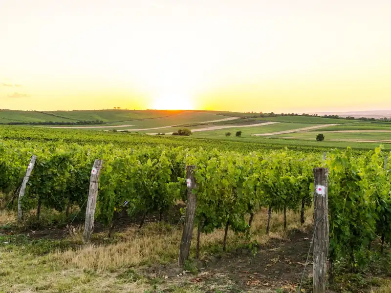 Weinanbau Mähren