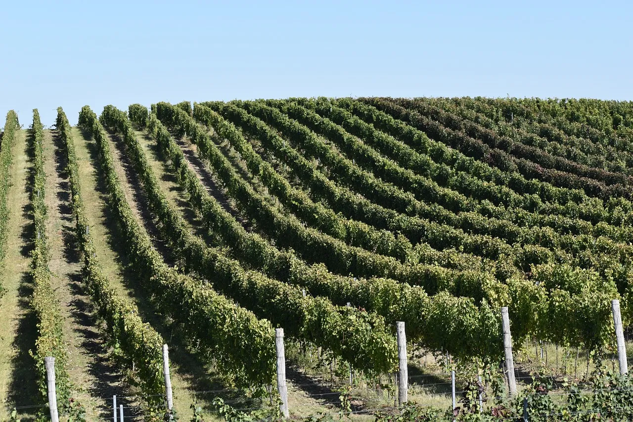 Weinanbau Mähren